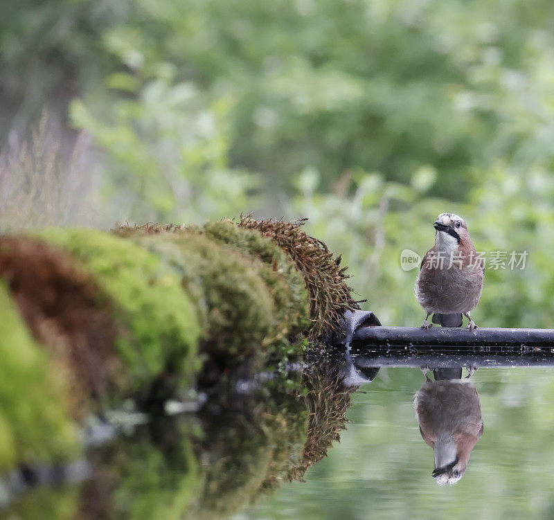 欧亚松鸦(Garrulus glandarius)饮水